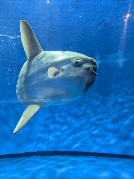 アクアワールド茨城県大洗水族館に投稿された画像（2025/6/22）