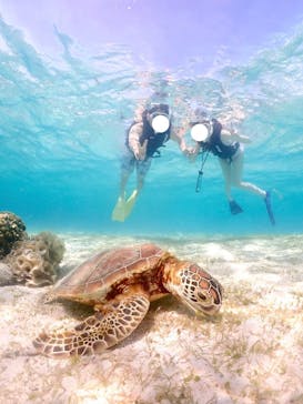 タビワク　宮古島に投稿された画像（2025/6/22）