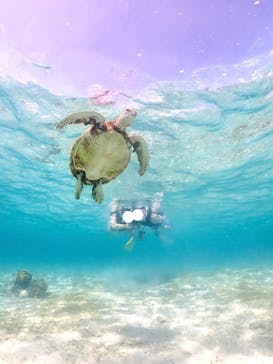 タビワク　宮古島に投稿された画像（2025/6/22）