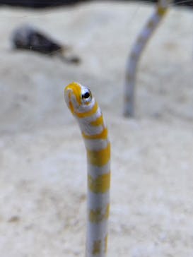 すみだ水族館に投稿された画像（2025/6/22）