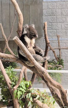 淡路ファームパーク イングランドの丘に投稿された画像（2025/6/22）