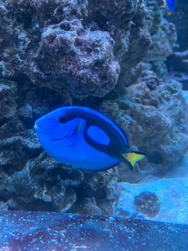 マクセル アクアパーク品川に投稿された画像（2025/6/22）