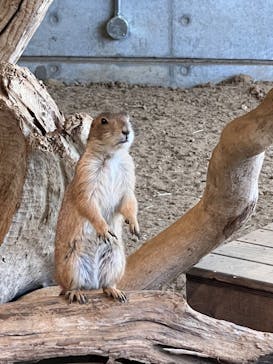 霞ケ浦 どうぶつとみんなのいえに投稿された画像（2025/6/22）
