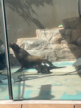 サンシャイン水族館に投稿された画像（2025/6/22）