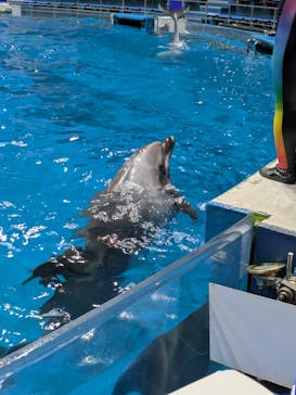 マクセル アクアパーク品川に投稿された画像（2025/6/22）