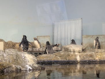 マクセル アクアパーク品川に投稿された画像（2025/6/22）