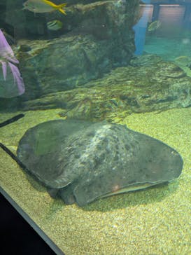 マクセル アクアパーク品川に投稿された画像（2025/6/22）