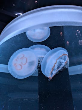 マクセル アクアパーク品川に投稿された画像（2025/6/22）