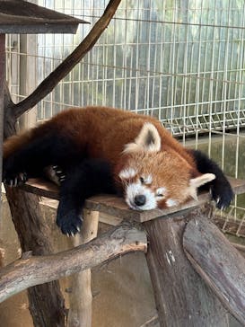 熱川バナナワニ園に投稿された画像（2025/6/22）