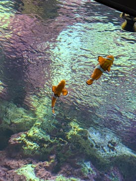 サンシャイン水族館に投稿された画像（2025/6/22）