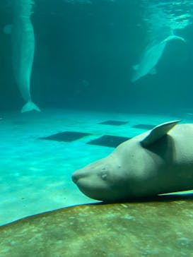 鴨川シーワールドに投稿された画像（2025/6/22）