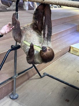 カワスイ 川崎⽔族館に投稿された画像（2025/6/22）