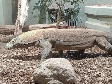 名古屋市東山動植物園に投稿された画像（2025/6/22）