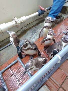 あわしまマリンパークに投稿された画像（2025/6/22）