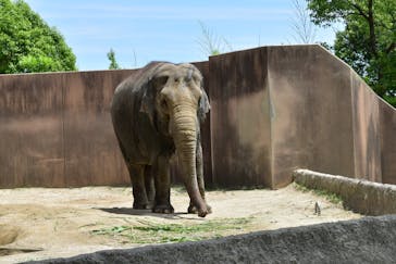 日立市かみね動物園に投稿された画像（2025/6/22）