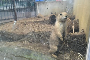 日立市かみね動物園に投稿された画像（2025/6/22）