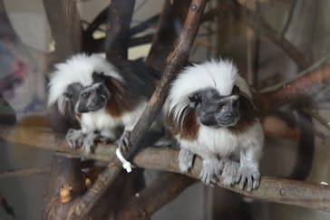 日立市かみね動物園に投稿された画像（2025/6/22）