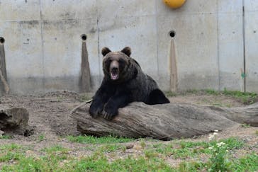 日立市かみね動物園に投稿された画像（2025/6/22）