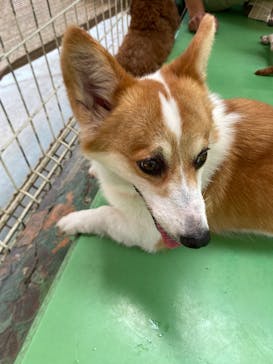 つくばわんわんランドに投稿された画像（2025/6/22）