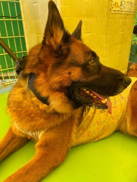 つくばわんわんランドに投稿された画像（2025/6/22）