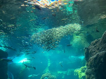 新江ノ島水族館に投稿された画像（2025/6/22）