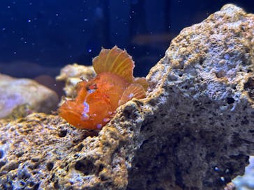 新江ノ島水族館に投稿された画像（2025/6/22）