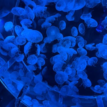 マクセル アクアパーク品川に投稿された画像（2025/6/22）