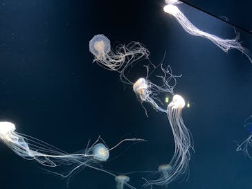 サンシャイン水族館に投稿された画像（2025/6/22）