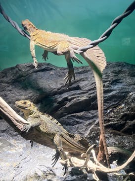 サンシャイン水族館に投稿された画像（2025/6/22）
