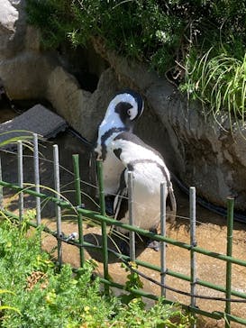 サンシャイン水族館に投稿された画像（2025/6/22）