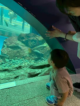 滋賀県立琵琶湖博物館に投稿された画像（2025/6/22）