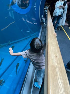 滋賀県立琵琶湖博物館に投稿された画像（2025/6/22）