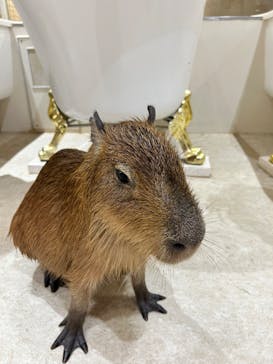 アニタッチららぽーと名古屋みなとアクルスに投稿された画像（2025/6/22）