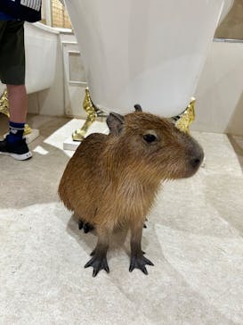 アニタッチららぽーと名古屋みなとアクルスに投稿された画像（2025/6/22）