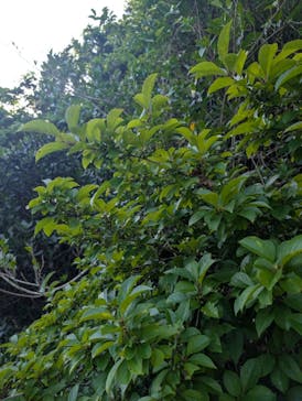 比謝川カヤックに投稿された画像（2025/6/23）