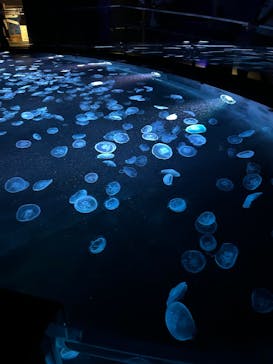 すみだ水族館に投稿された画像（2025/6/23）