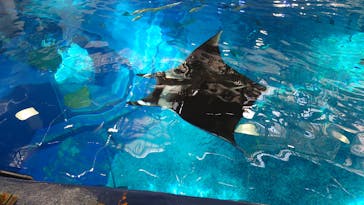 沖縄美ら海水族館（館内体験）に投稿された画像（2025/6/23）