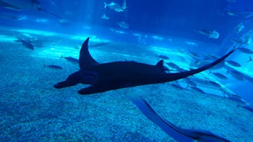 沖縄美ら海水族館（館内体験）に投稿された画像（2025/6/23）
