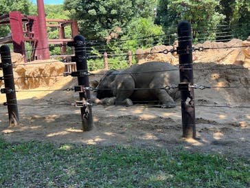 恩賜上野動物園に投稿された画像（2025/6/23）