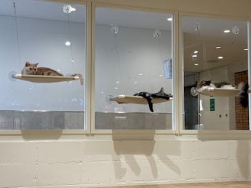 Cat Café MOFF つかしん店に投稿された画像（2025/6/23）