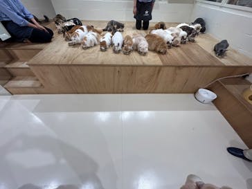 Cat Café MOFF つかしん店に投稿された画像（2025/6/23）