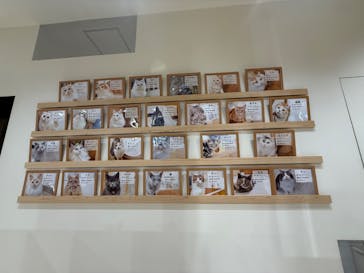 Cat Café MOFF つかしん店に投稿された画像（2025/6/23）