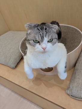 Cat Café MOFF グランベリーパーク店に投稿された画像（2025/6/23）