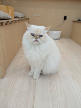 Cat Café MOFF グランベリーパーク店に投稿された画像（2025/6/23）