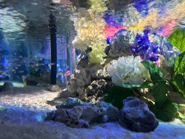 マクセル アクアパーク品川に投稿された画像（2025/6/23）