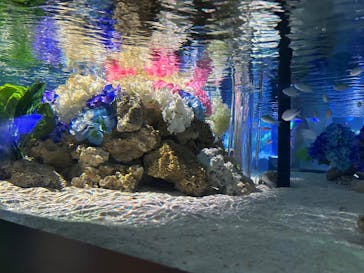 マクセル アクアパーク品川に投稿された画像（2025/6/23）