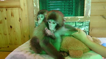 おさるランド＆アニタウン　日光さる軍団劇場に投稿された画像（2025/6/23）