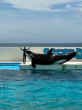 鴨川シーワールドに投稿された画像（2025/6/23）