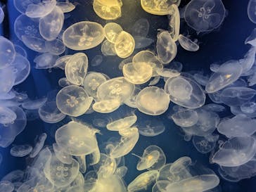 鴨川シーワールドに投稿された画像（2025/6/23）