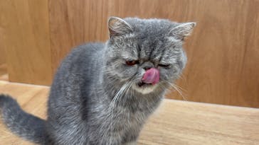 Cat Café MOFF イーアス沖縄豊崎店に投稿された画像（2025/6/23）